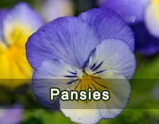 Pansies 