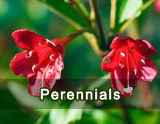 Perennials 