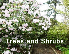 Trees and shrubs 