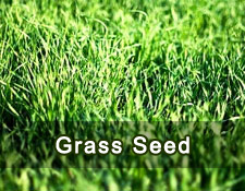 Grass seed 